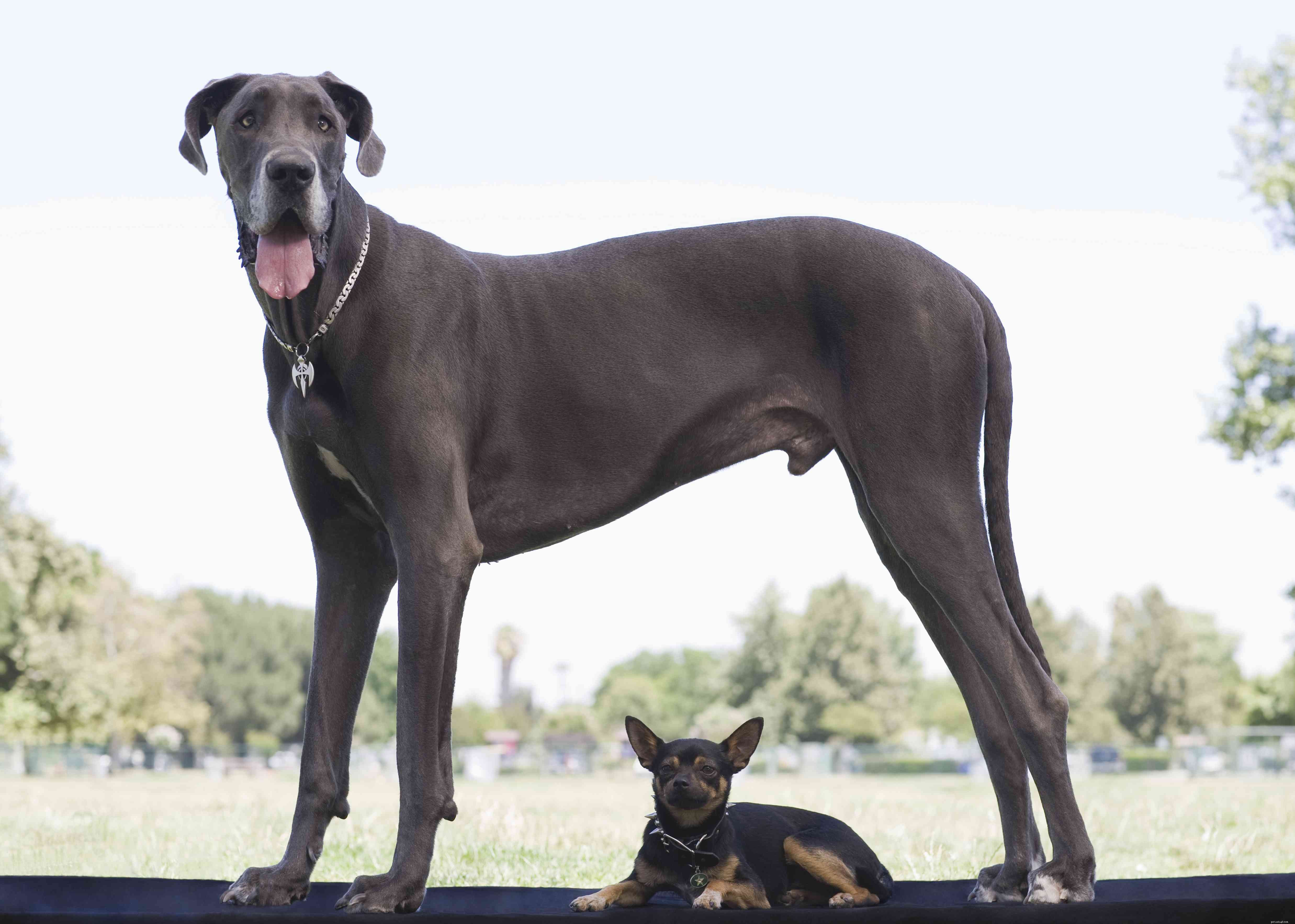 Top 19 Names for Large Dogs: Strong, Stylish, and Playful Picks