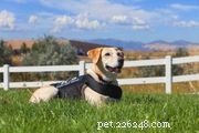 Understanding Seizure Dogs: Roles, Training, and Benefits