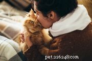 Finding a Reliable Cat Sitter: Tips for Peace of Mind