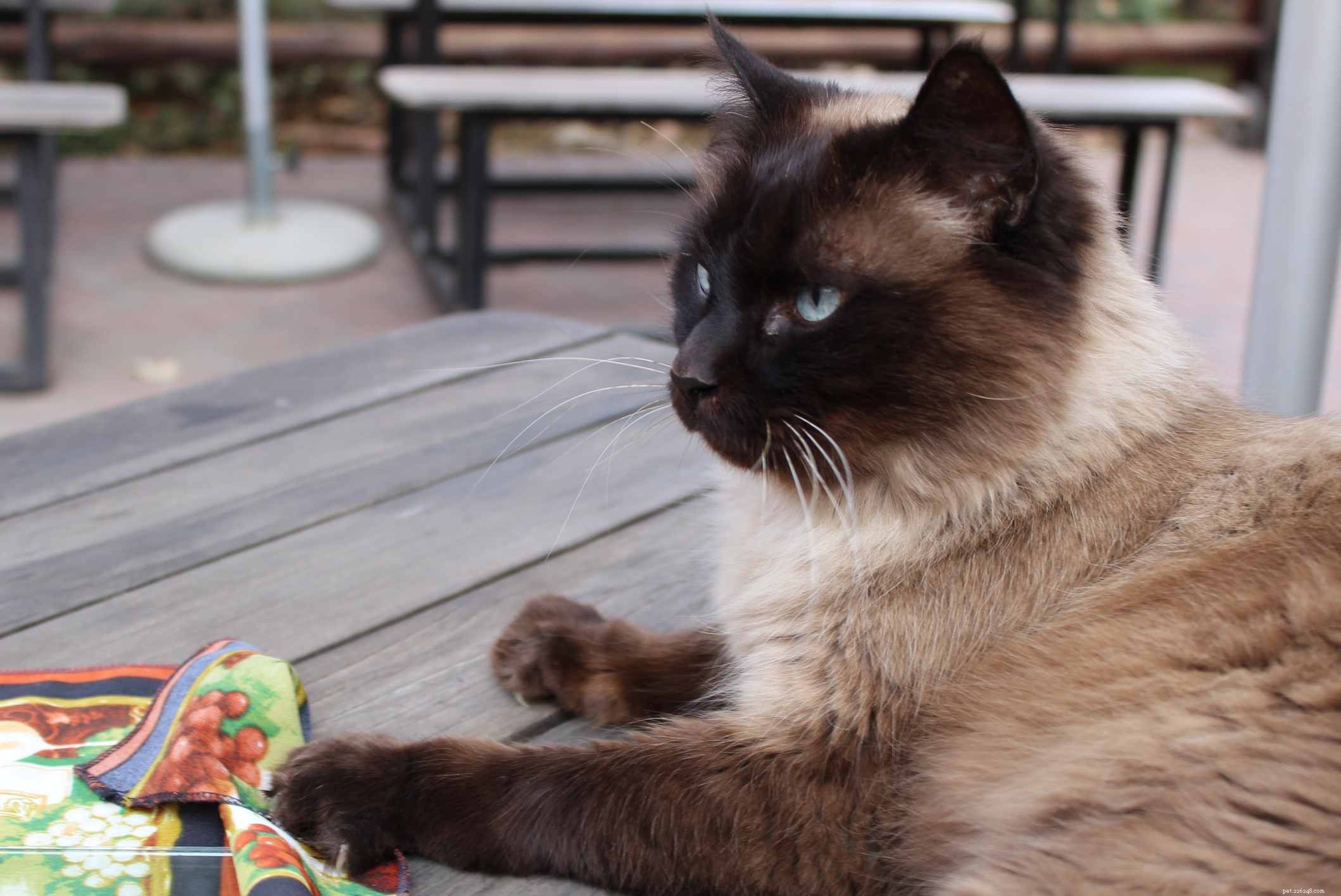 Balinese (Long-Haired Siamese) Cat: Breed Profile, Care, and Adoption Guide