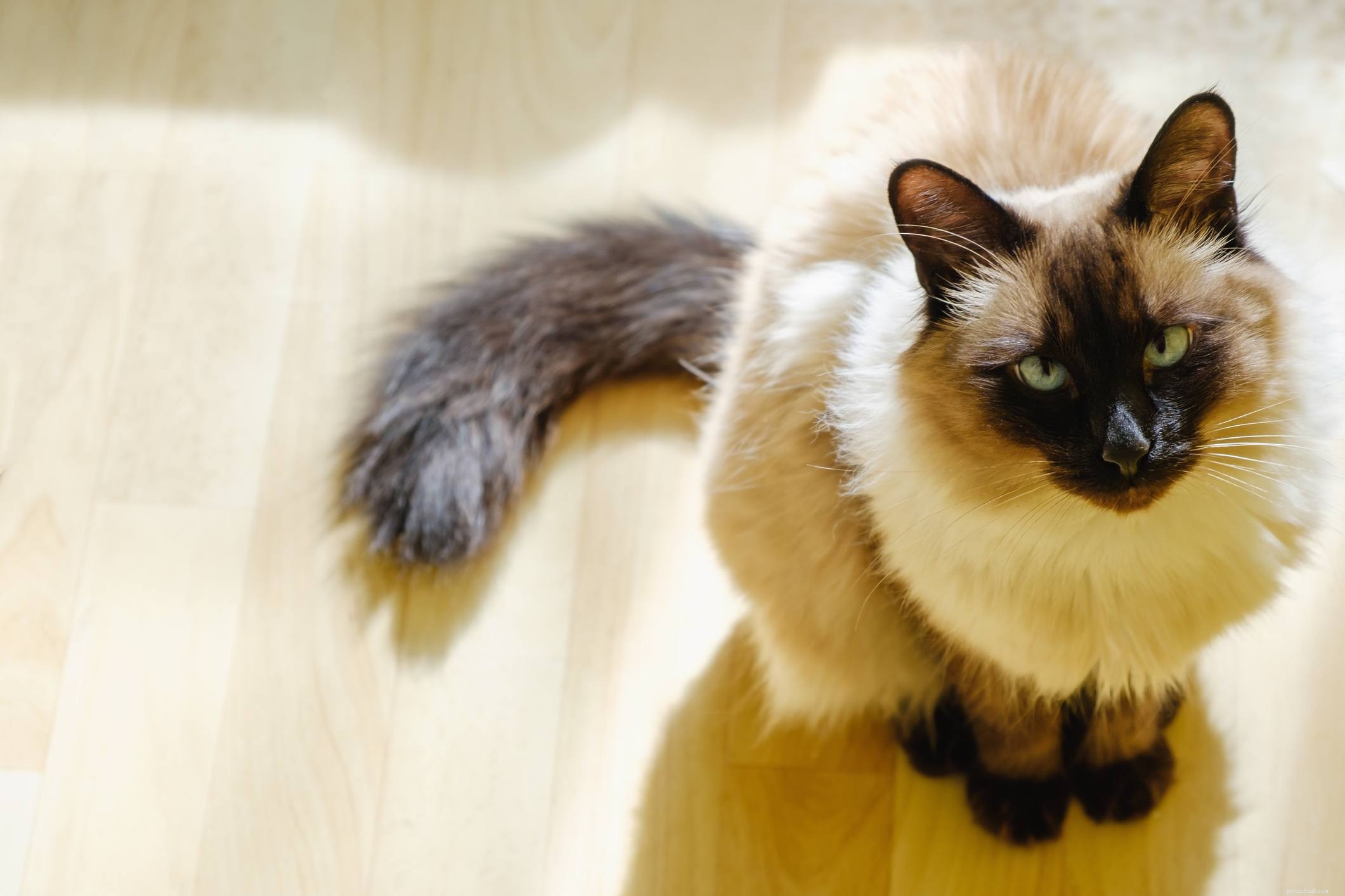 Balinese (Long-Haired Siamese) Cat: Breed Profile, Care, and Adoption Guide