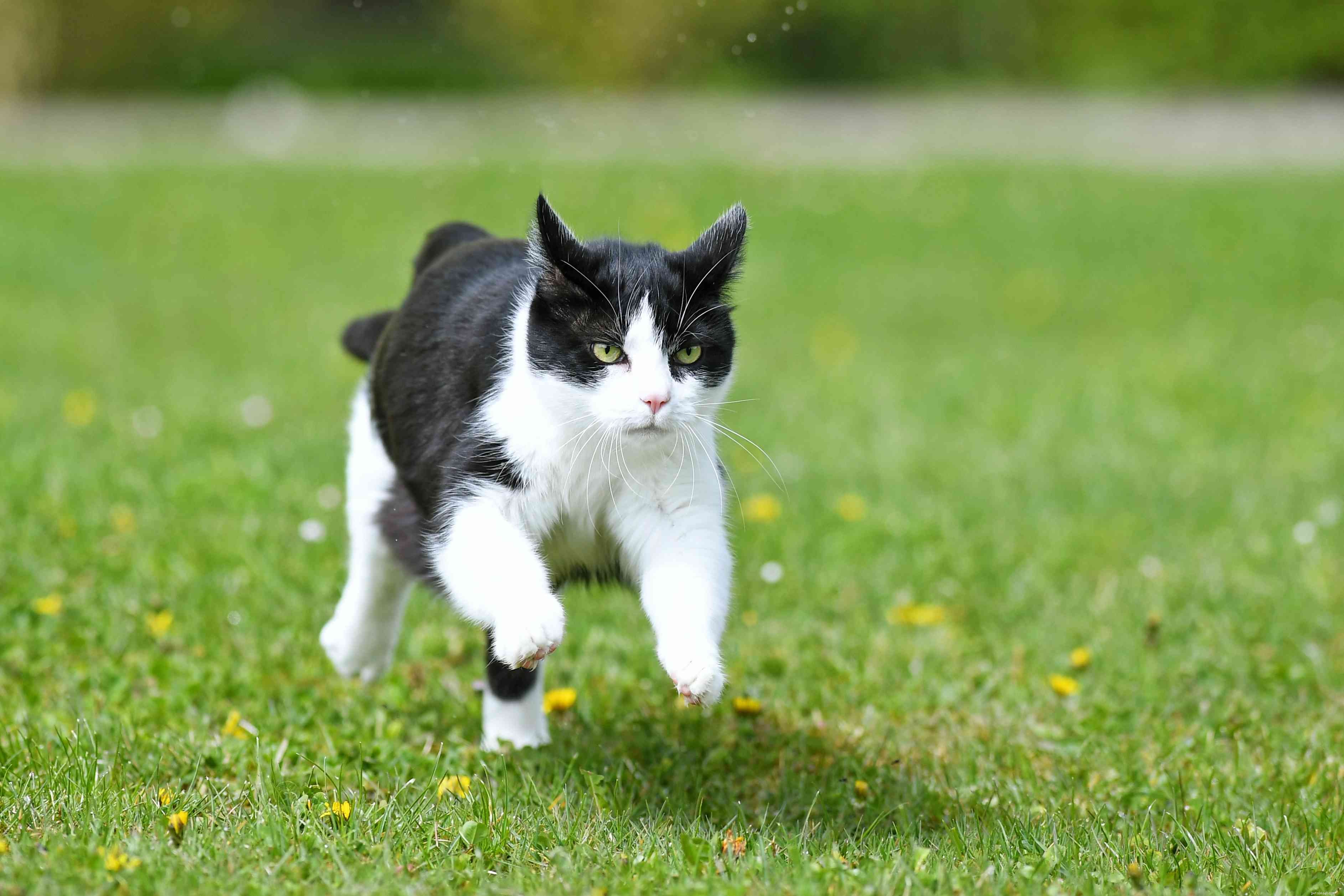 15 Unique Male Cat Names – Give Your Feline a Standout Identity