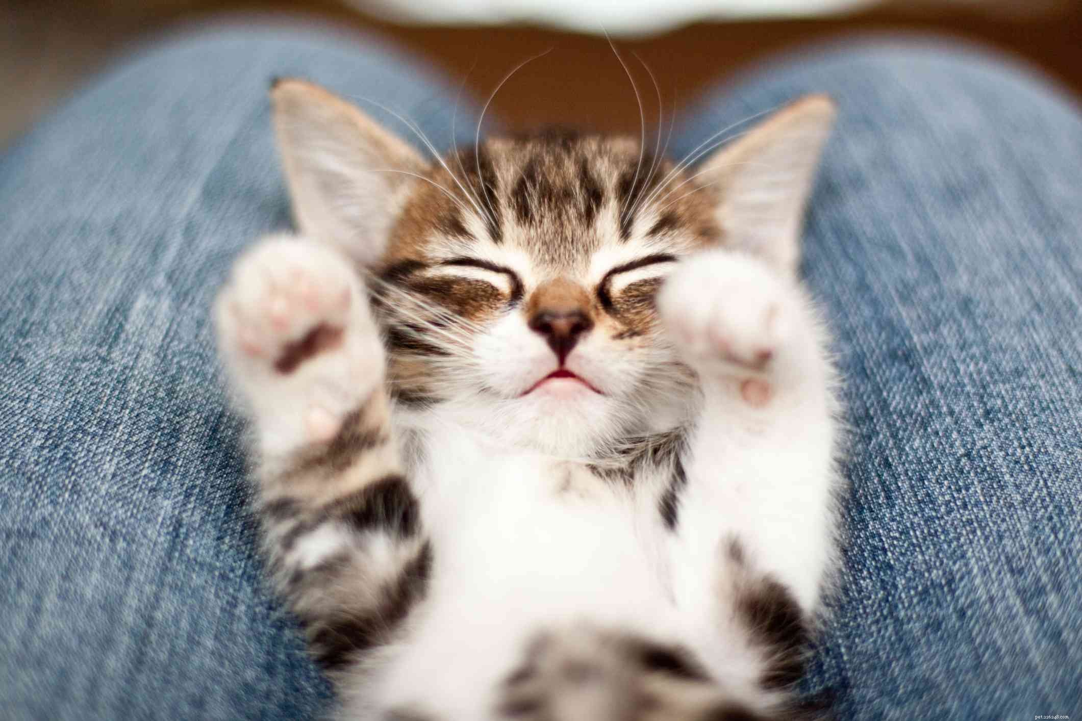15 Unique Male Cat Names – Give Your Feline a Standout Identity