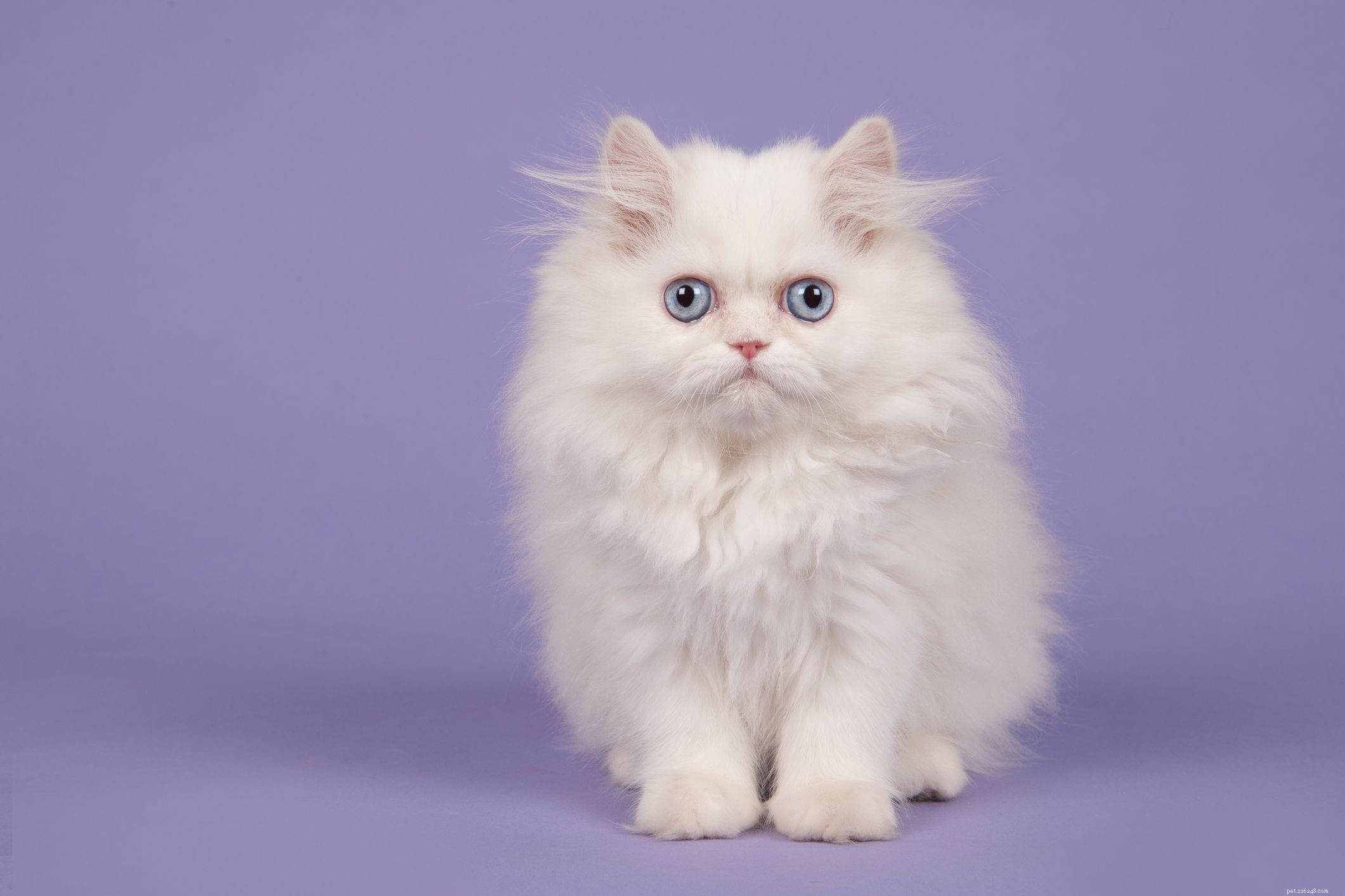 15 Unique Male Cat Names – Give Your Feline a Standout Identity