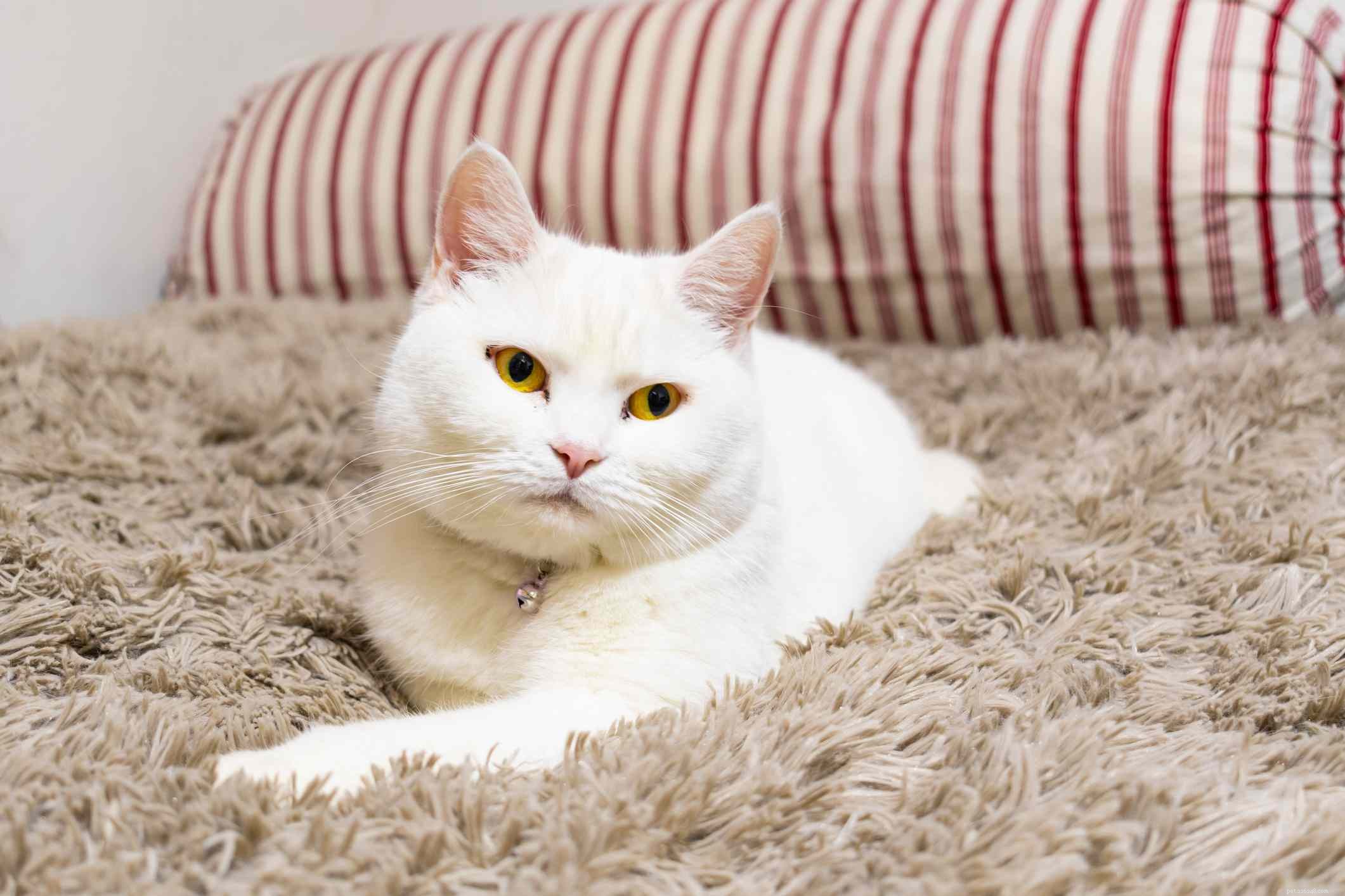British Shorthair (Blue): Expert Guide to Traits, Care, and Health