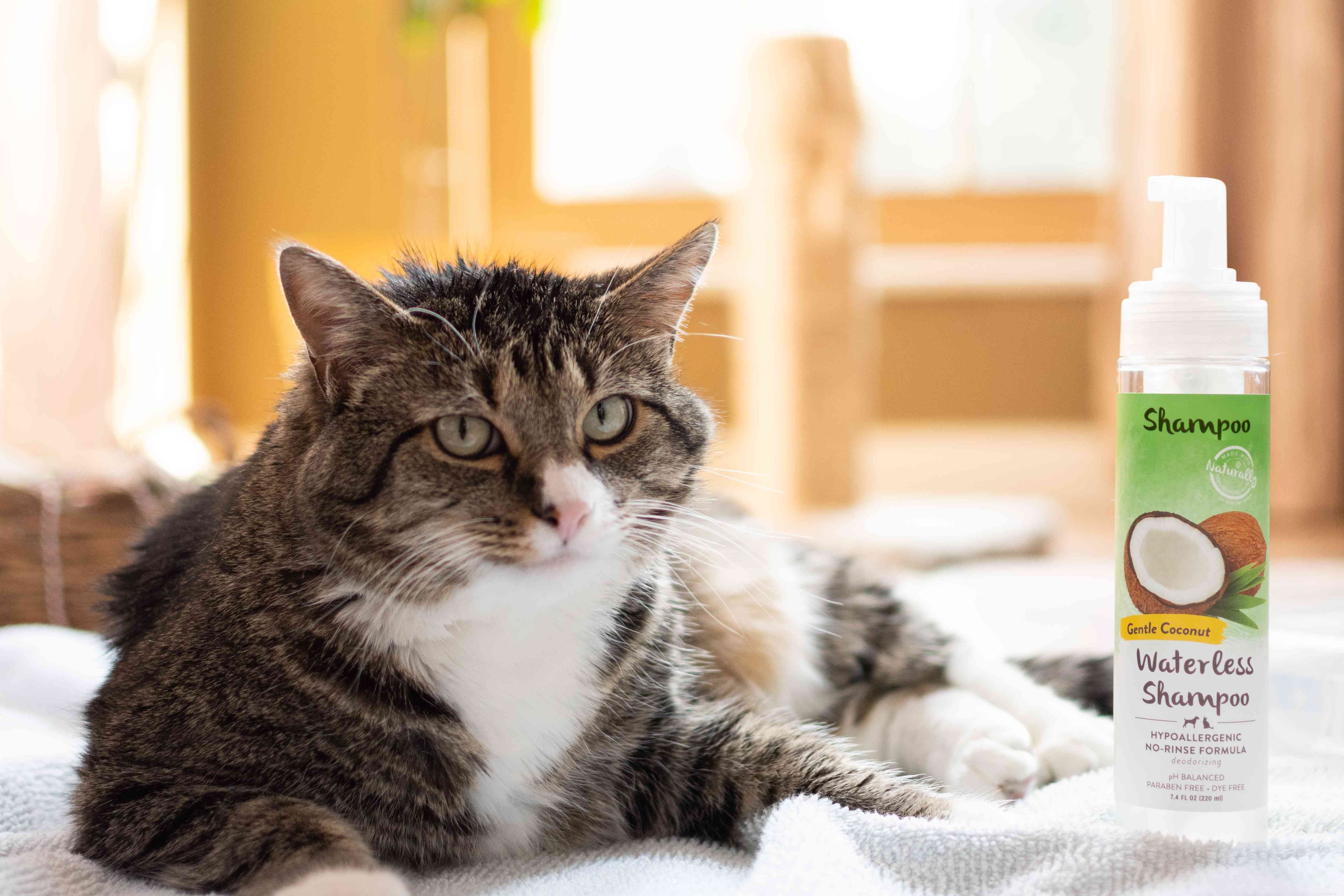 Coconut Oil for Cats: Benefits, Risks, and Expert Guidance