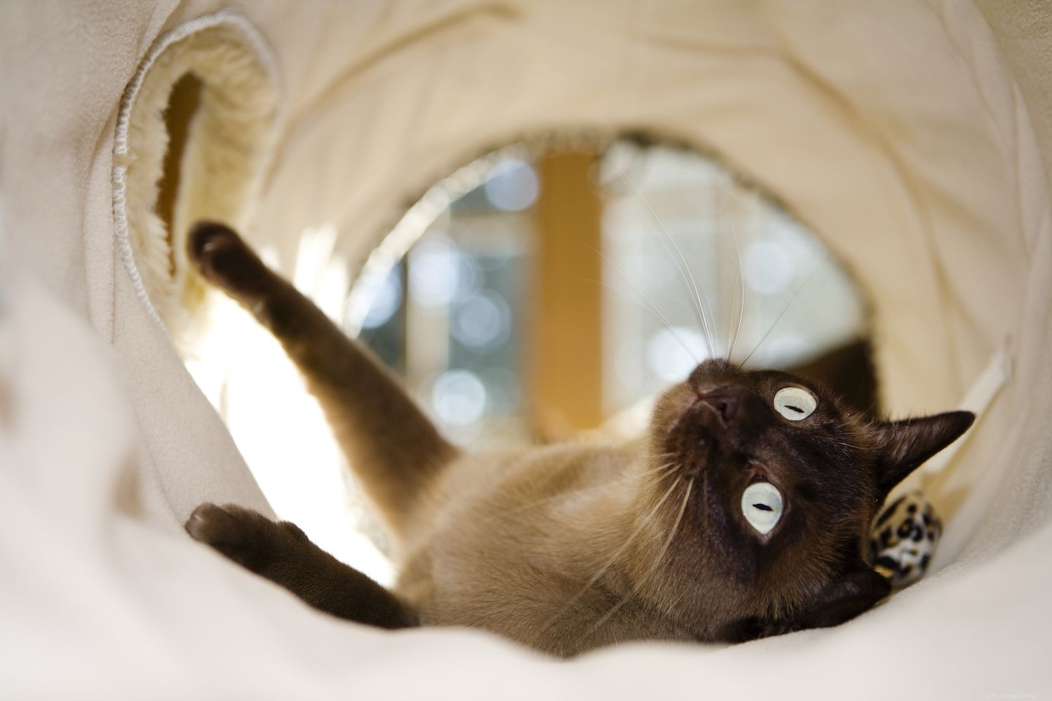 Tonkinese Cat: Traits, History, and Care Guide