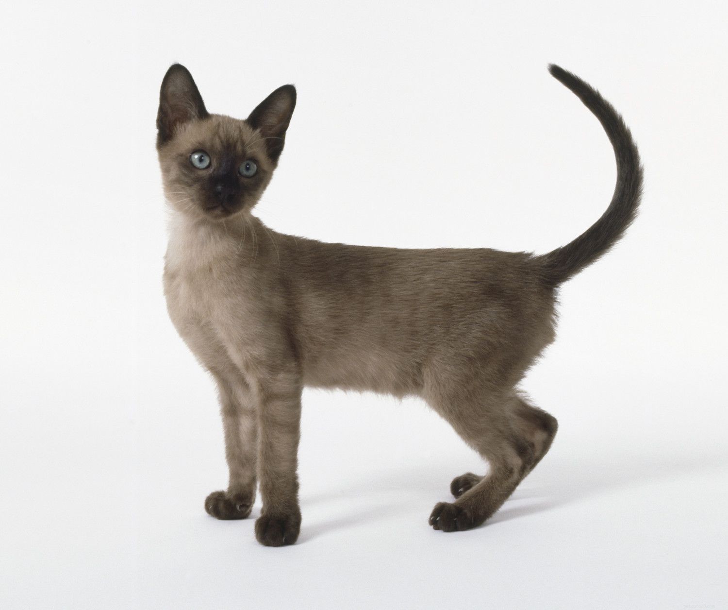Tonkinese Cat: Traits, History, and Care Guide