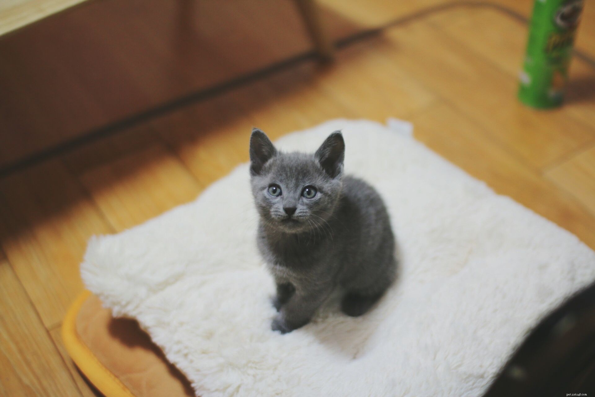 Chartreux Cat: Breed Profile, History, Care & Health