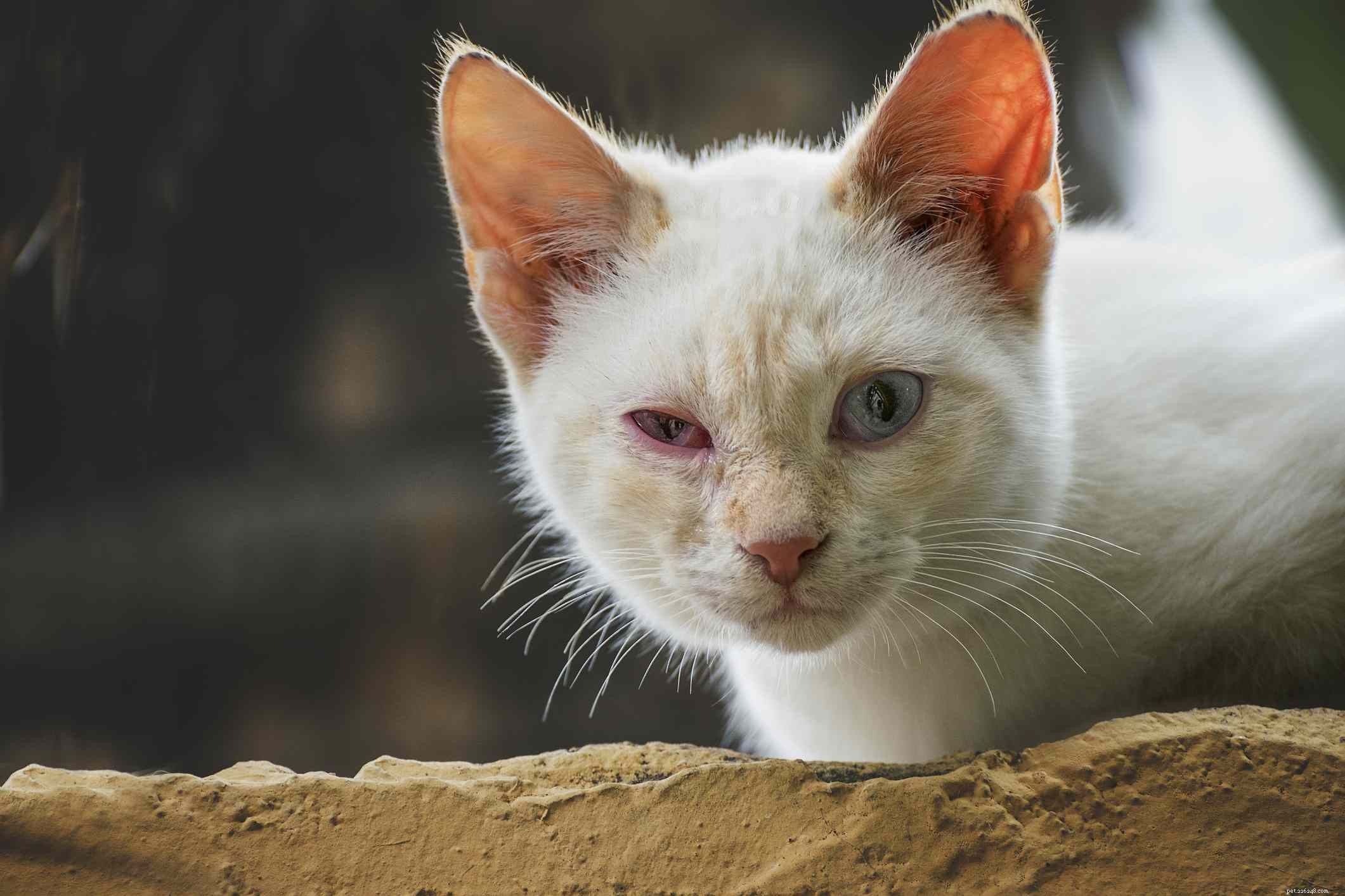 Conjunctivitis in Cats: Causes, Symptoms, and Treatment