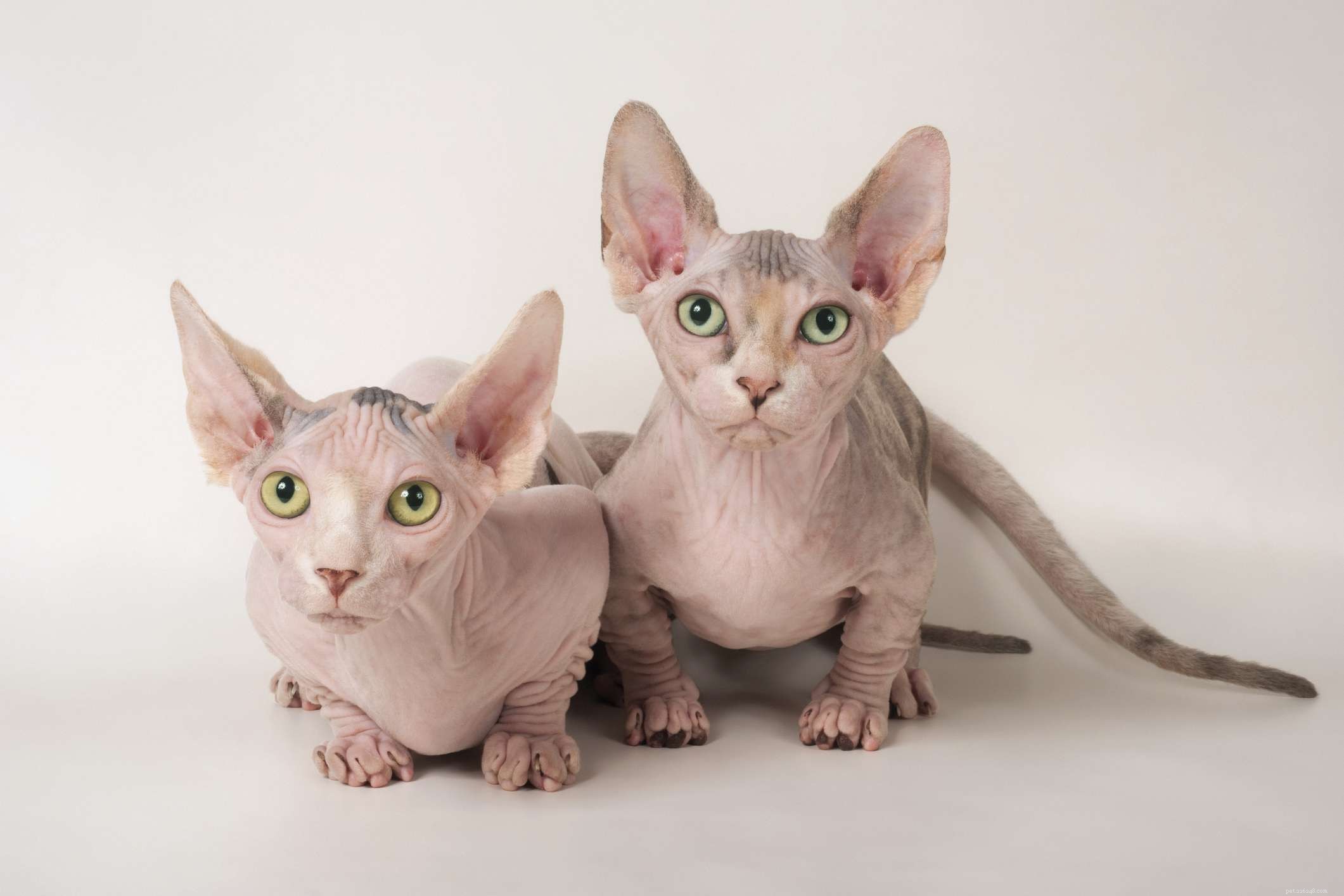Bambino Cat Breed: Features, History, Care & Adoption Guide