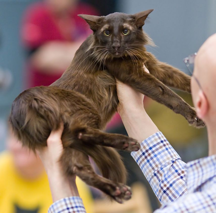 Oriental Longhair Cats: Breed Profile, Care, and Adoption Guide