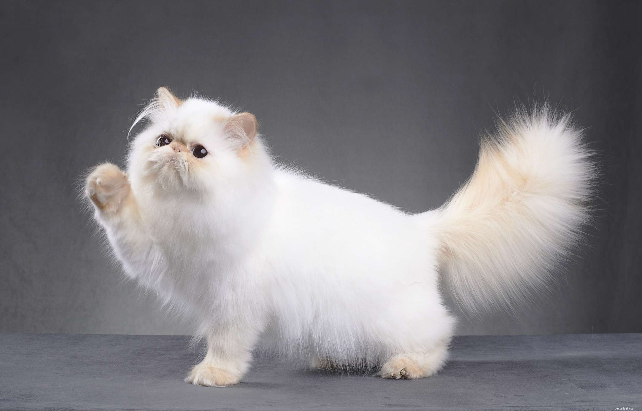 15 Distinctive Names for Female Cats That Stand Out