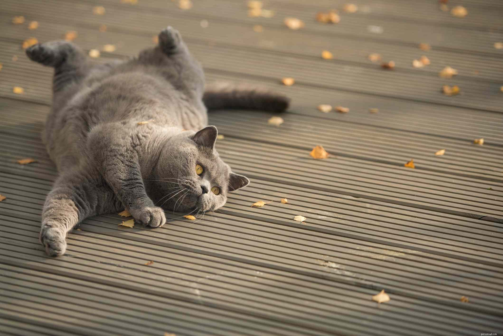 15 Distinctive Names for Female Cats That Stand Out
