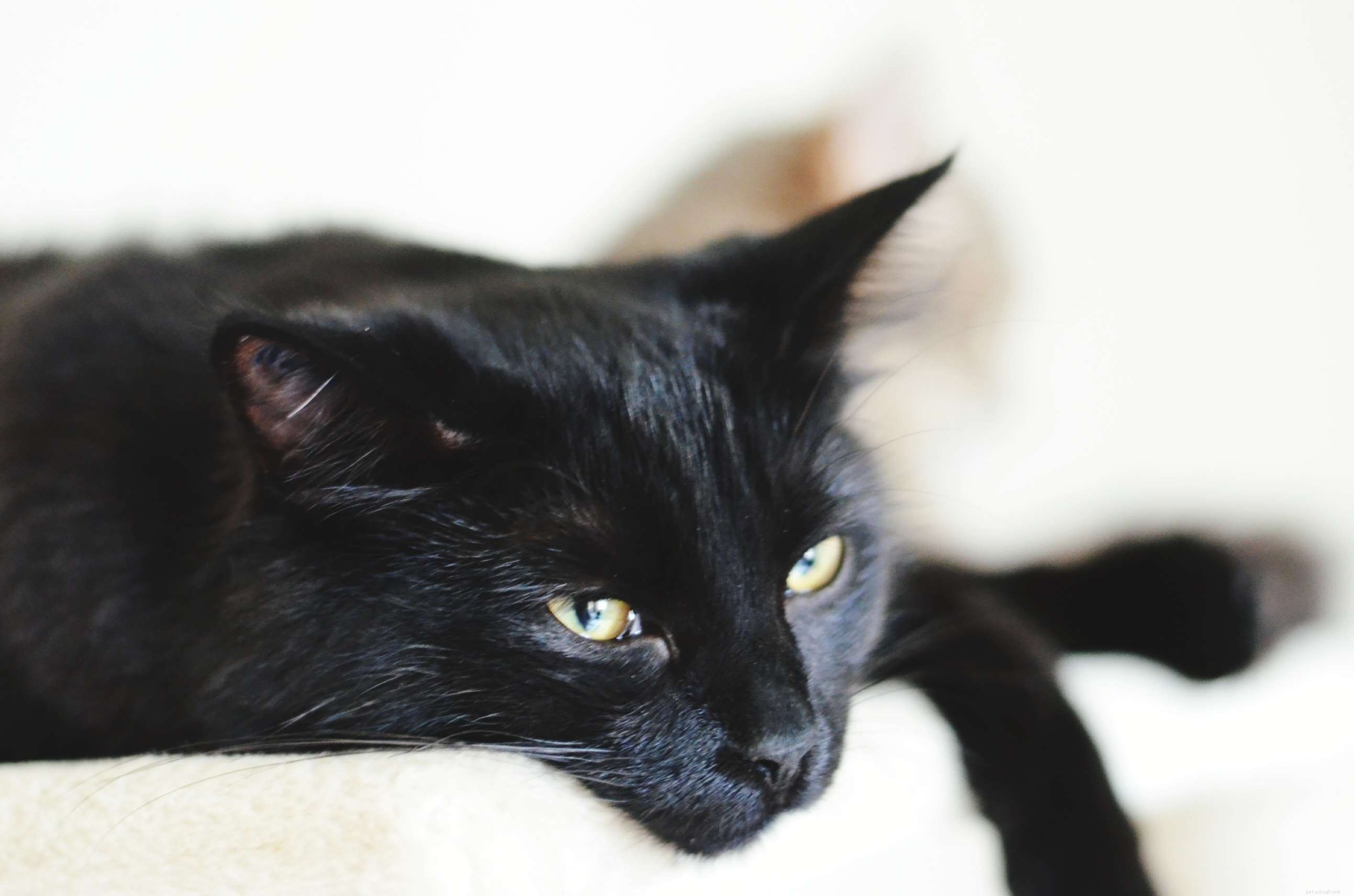 15 Distinctive Names for Female Cats That Stand Out