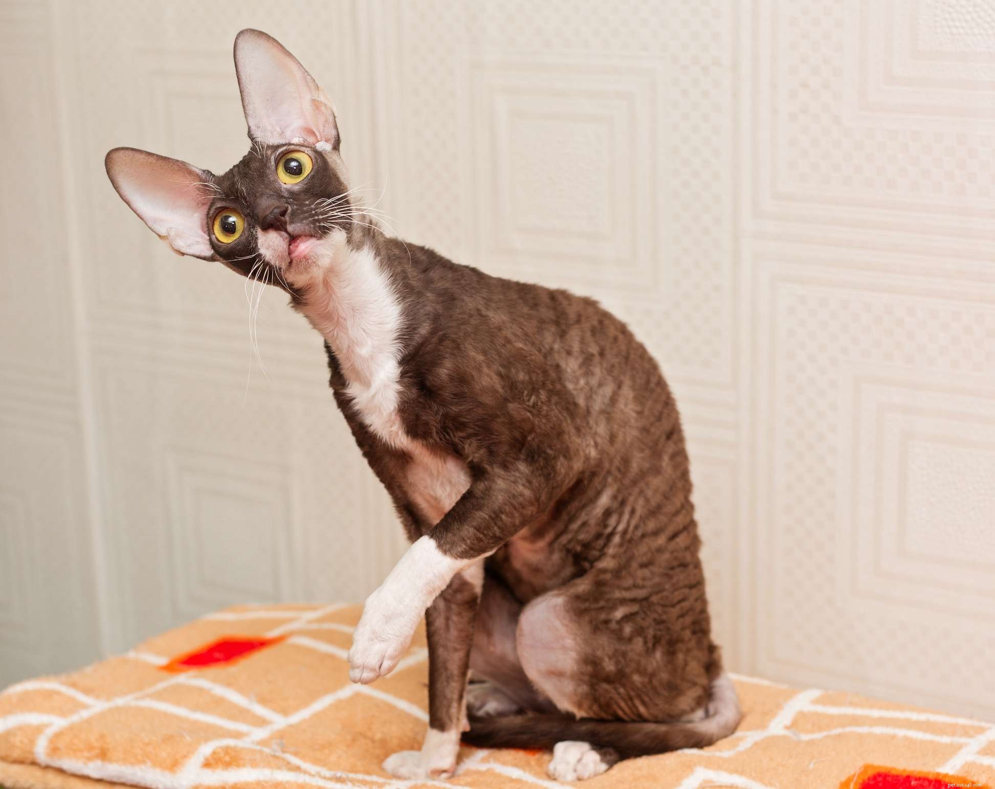 Cornish Rex Cats: Elegant Curly-Coated Breed Profile & Care Guide