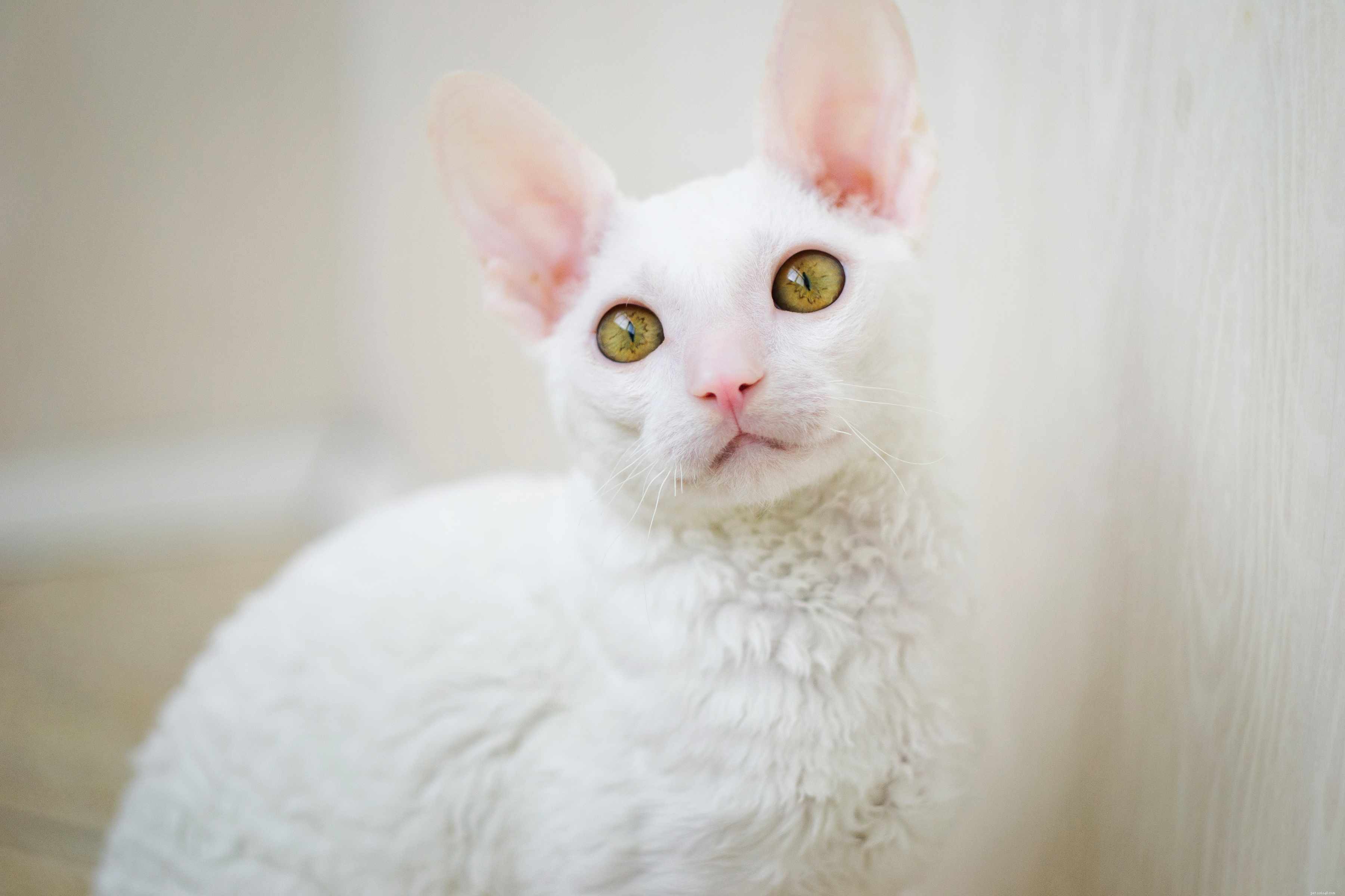 Cornish Rex Cats: Elegant Curly-Coated Breed Profile & Care Guide