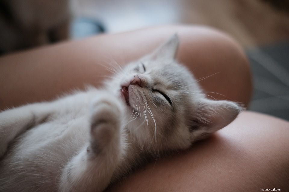 Burmilla Cats: Breed Profile, History, Care & Health Guide