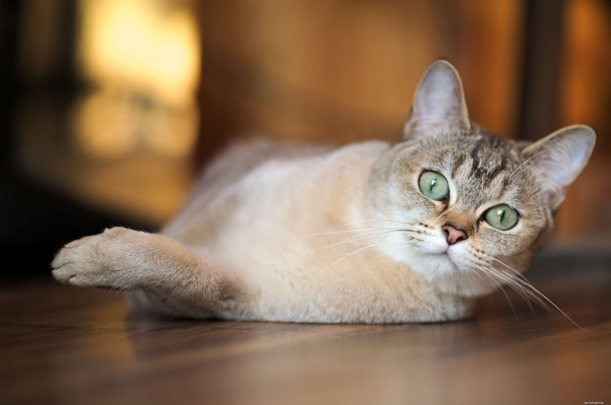 Burmilla Cats: Breed Profile, History, Care & Health Guide