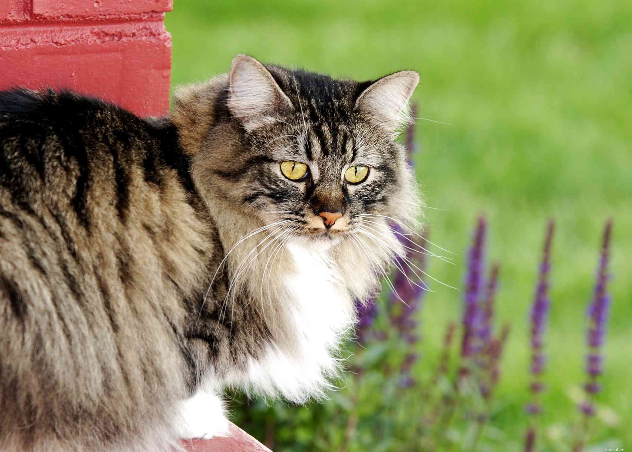 Cymric Cat: A Comprehensive Breed Profile – History, Care, and Health