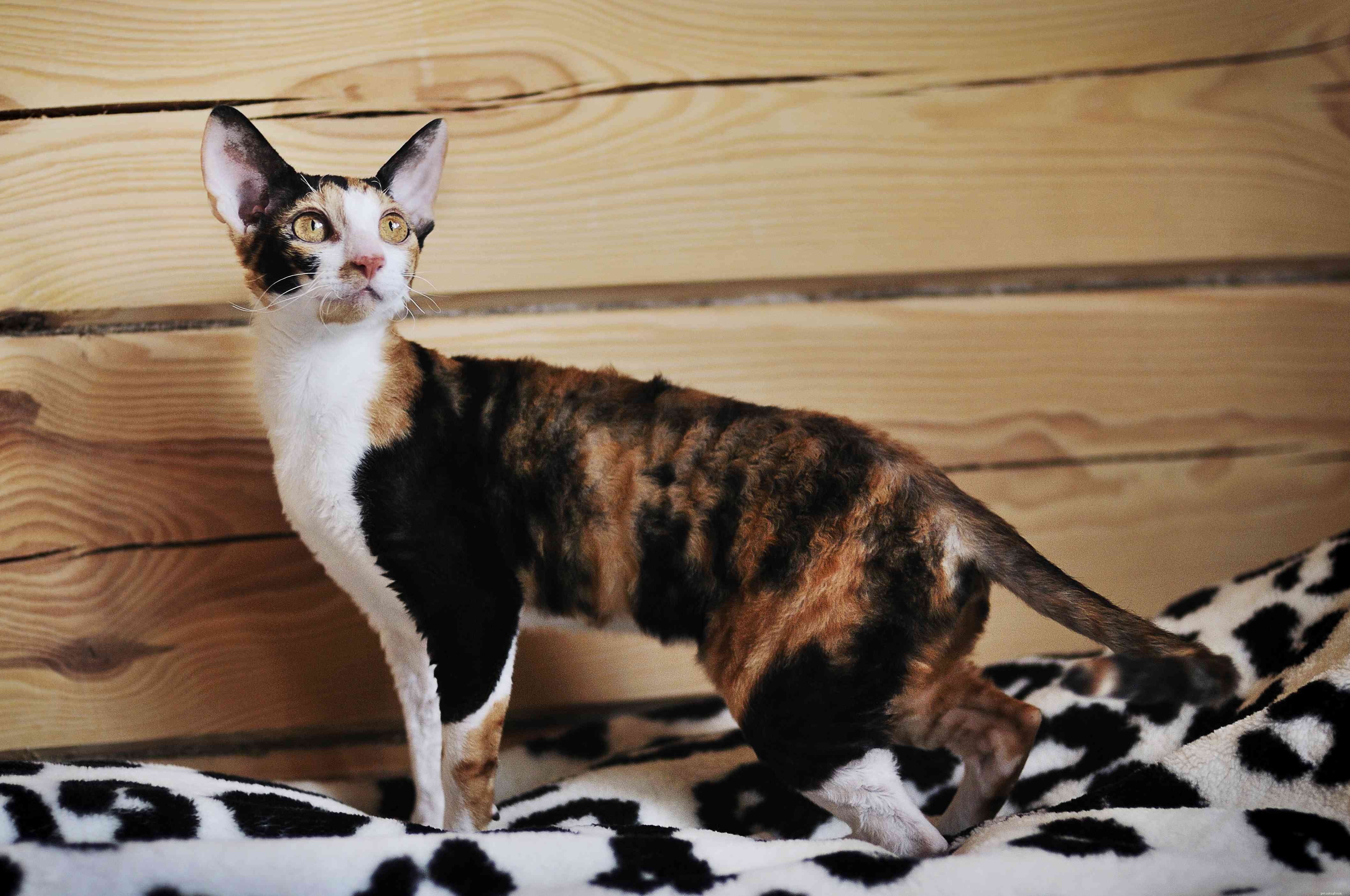 Devon Rex Cat: A Complete Breed Guide – Features, Care, and Health