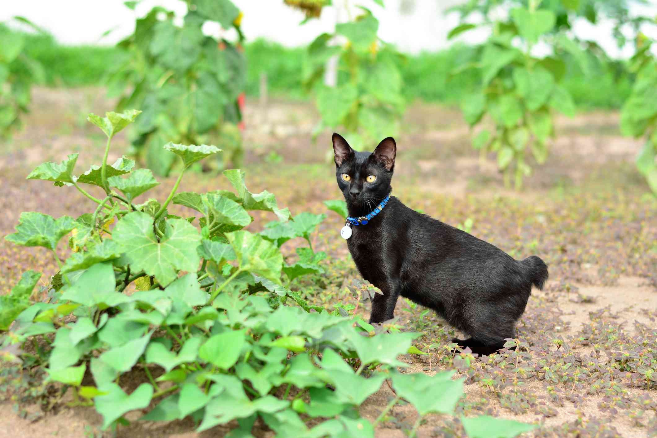 Japanese Bobtail: Complete Breed Profile – Traits, Care, and Adoption Guide