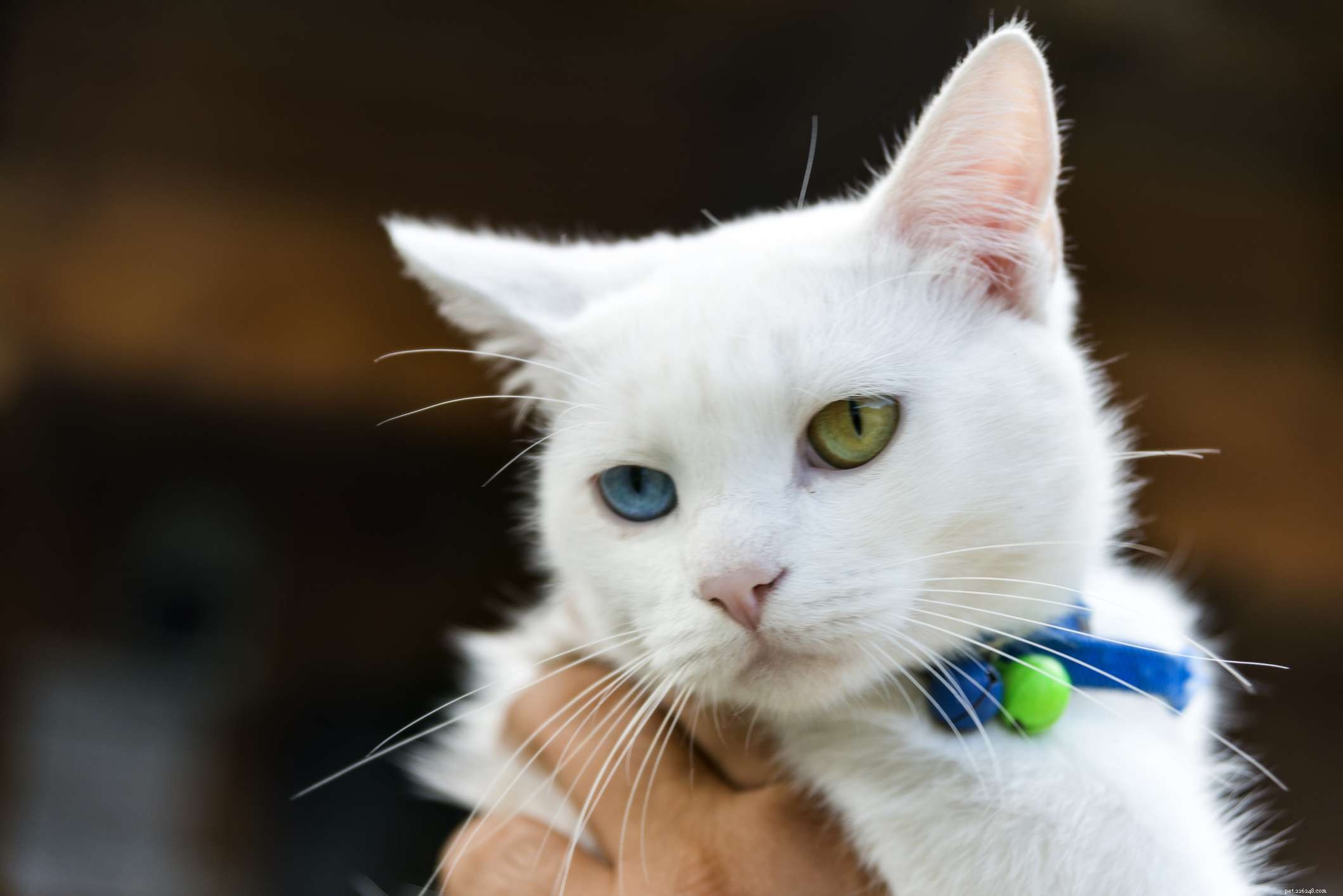 Japanese Bobtail: Complete Breed Profile – Traits, Care, and Adoption Guide