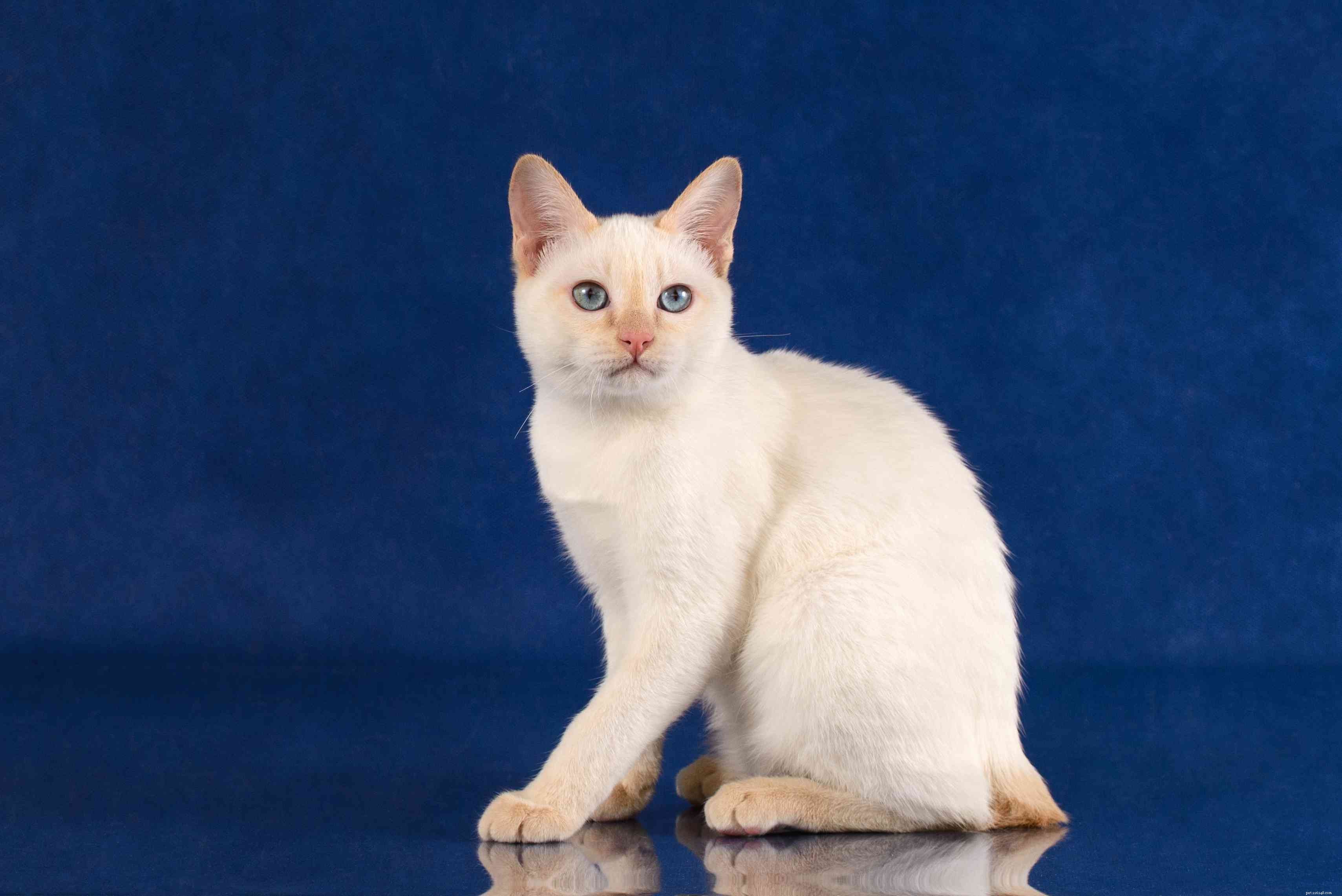 Japanese Bobtail: Complete Breed Profile – Traits, Care, and Adoption Guide