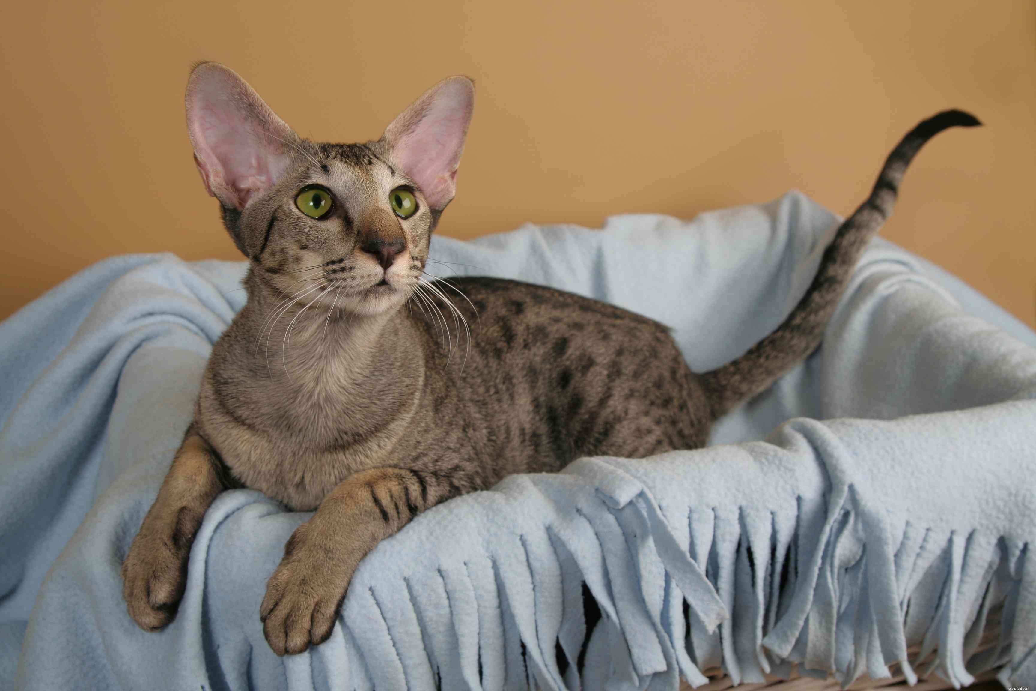 Oriental Shorthair Cats: Key Traits, Care, and Adoption Tips