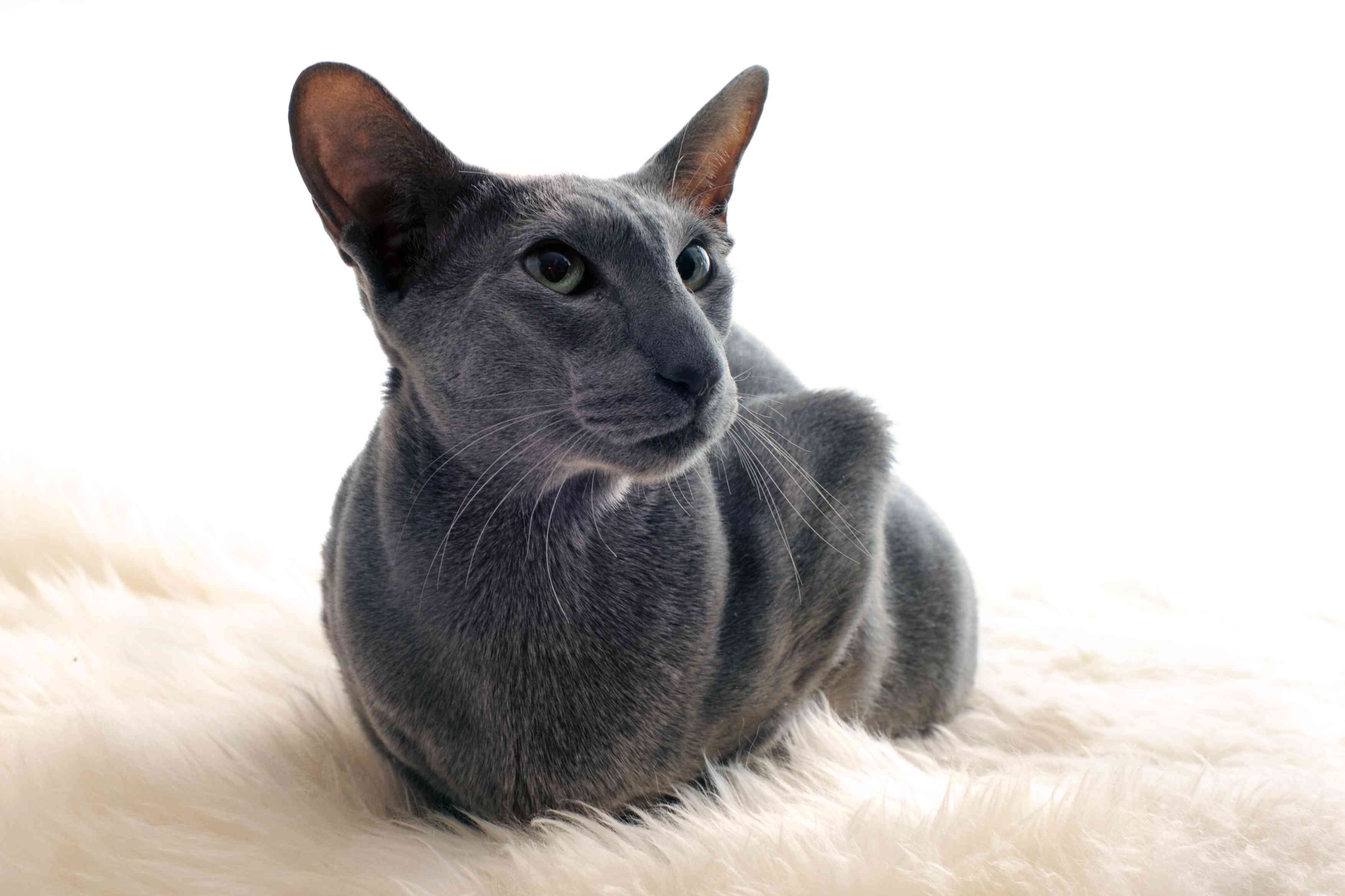 Oriental Shorthair Cats: Key Traits, Care, and Adoption Tips