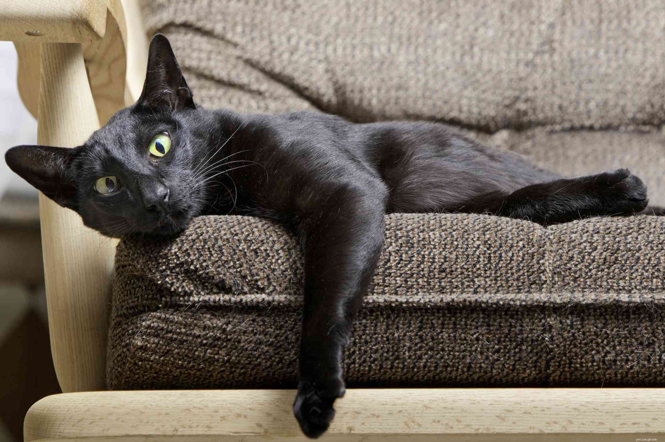 Oriental Shorthair Cats: Key Traits, Care, and Adoption Tips