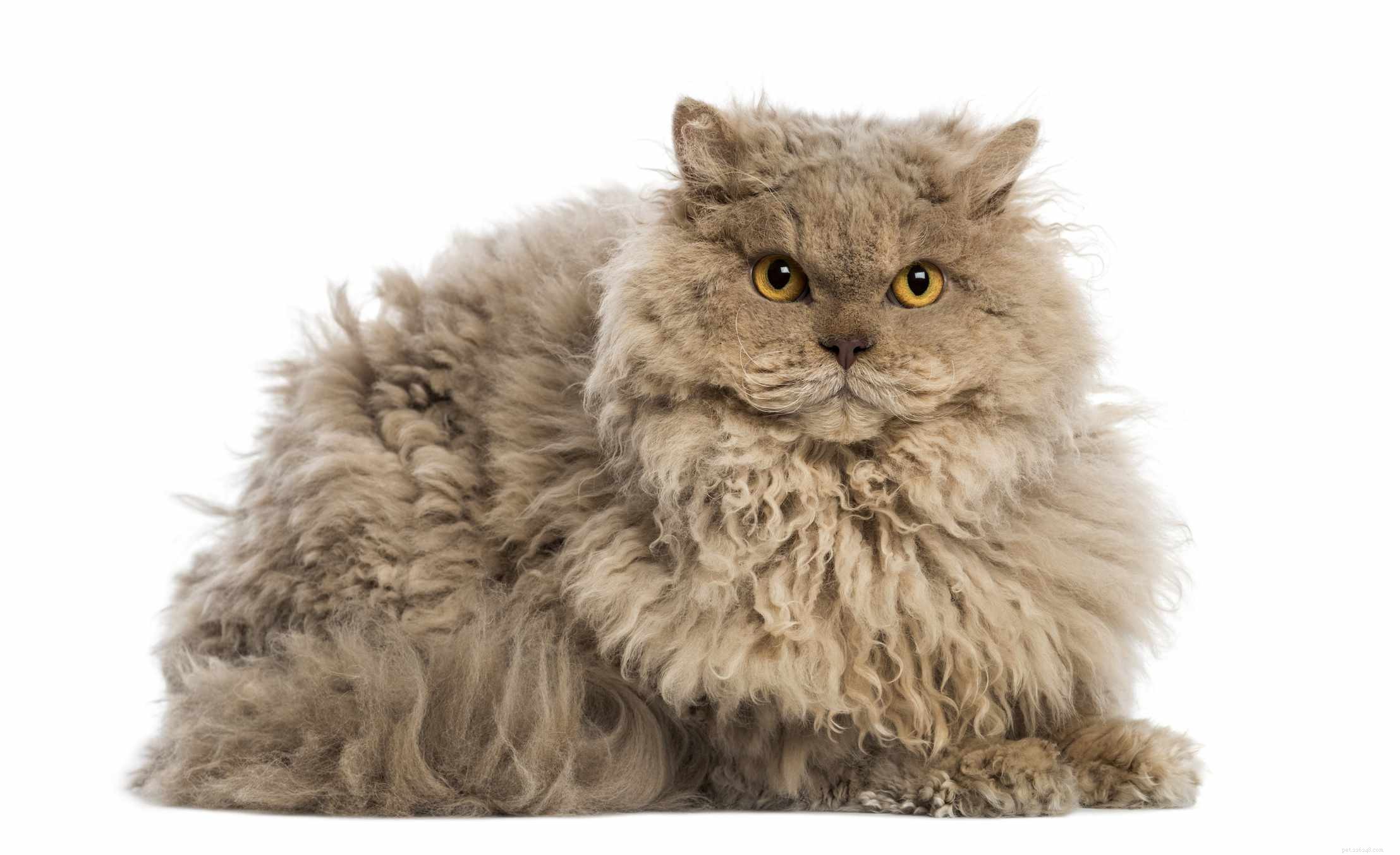 Discover the Selkirk Rex: A Complete Cat Breed Profile
