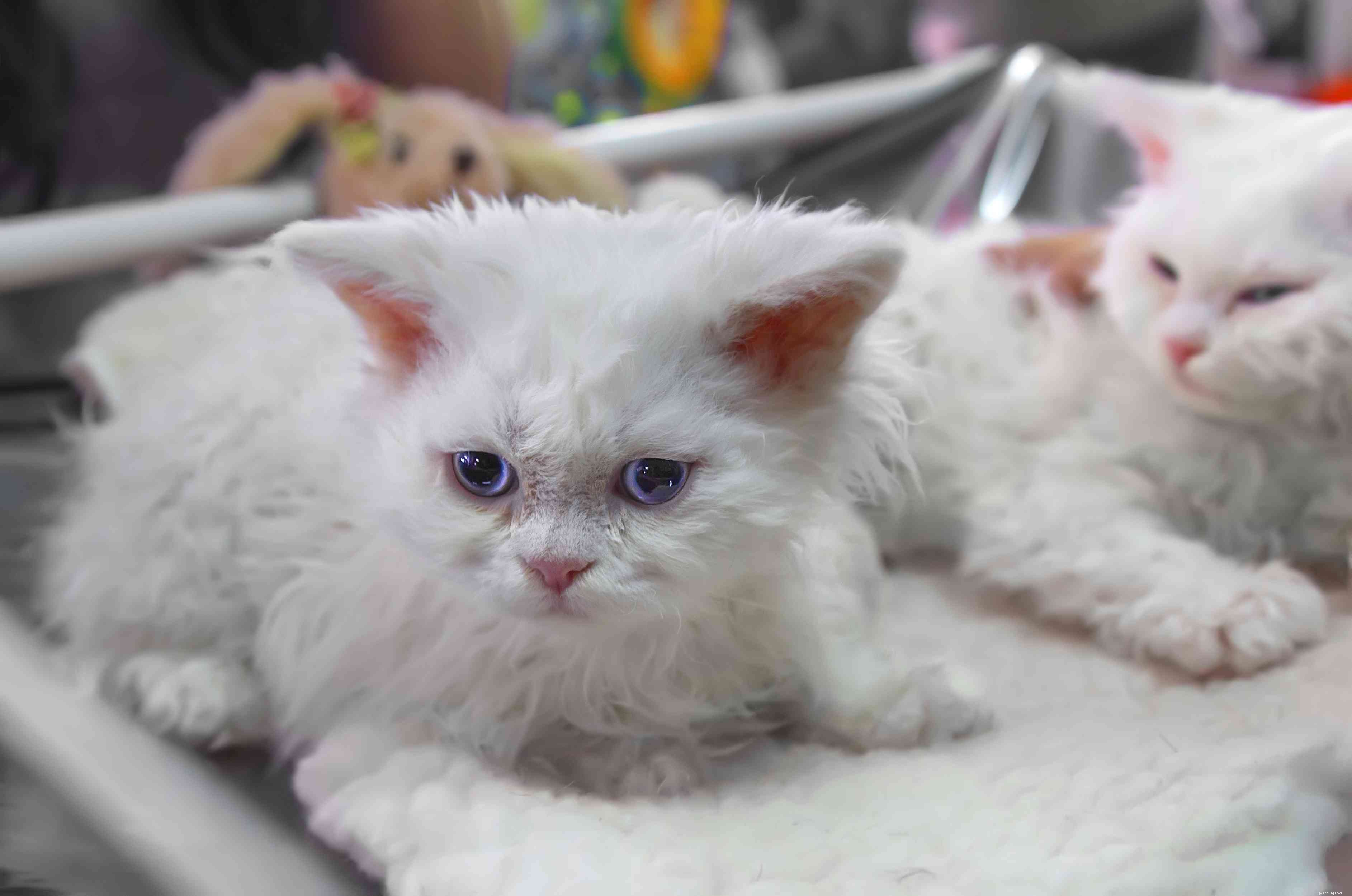 Discover the Selkirk Rex: A Complete Cat Breed Profile