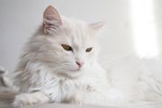 Discover the Selkirk Rex: A Complete Cat Breed Profile