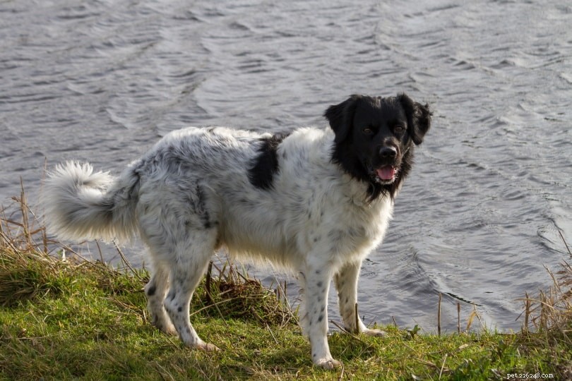 Frisian Water Dog: Loyal, Athletic Companion for Active Families