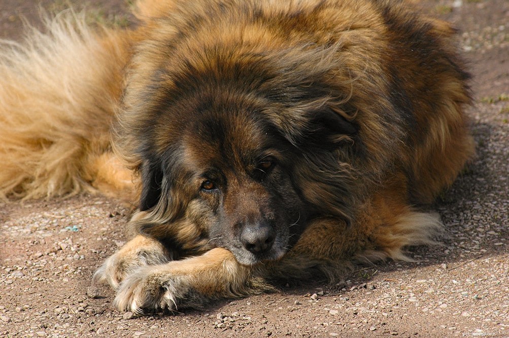 Estrela Mountain Dog – Portugal’s Majestic Guard Dog