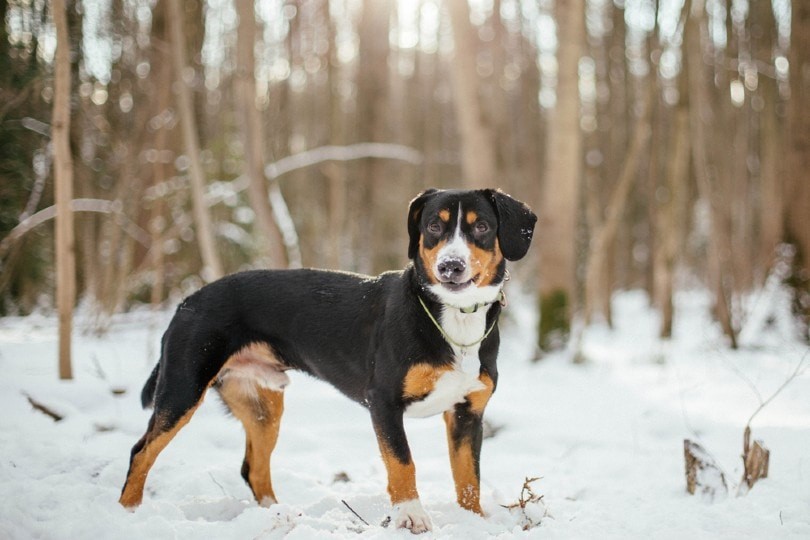 Entlebucher Mountain Dog: The Loyal Swiss Alpine Herding Companion
