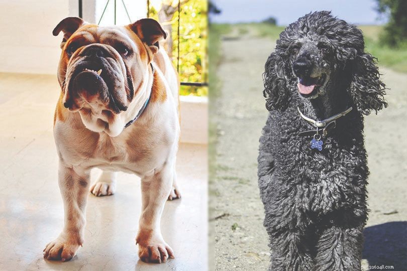 English Boodle – Bulldog & Poodle Mix: Size, Lifespan & Care Guide
