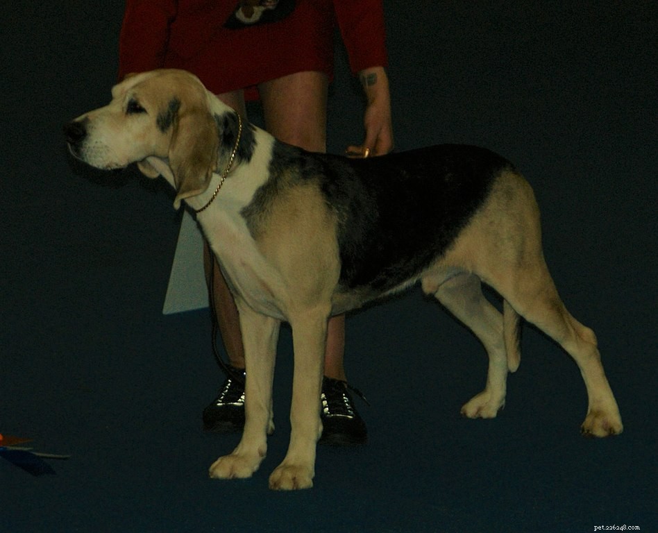 Dunker Dog: Size, Care, and Temperament Overview