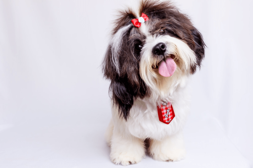 Daisy Dog: The Ideal Lapdog Companion