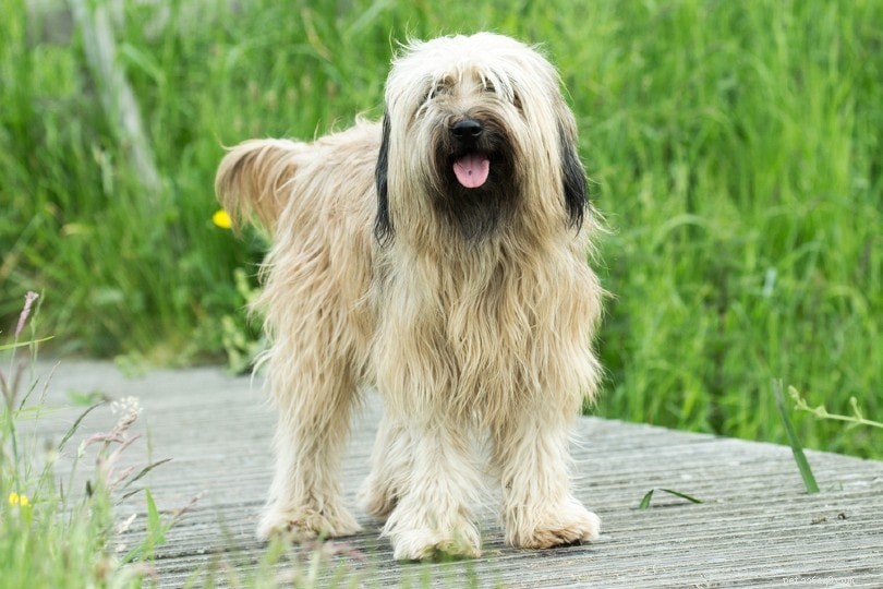 Catalan Sheepdog: Spain s Timeless Herding Champion
