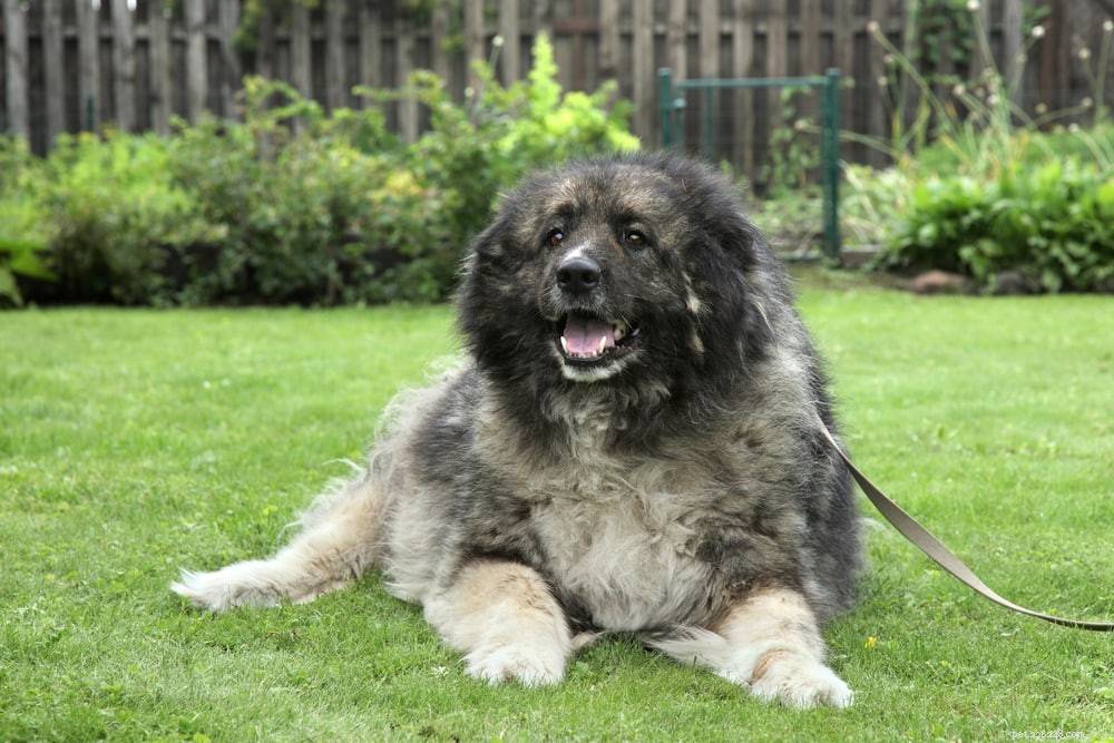Caucasian Mountain Dog – A Loyal, Powerful Guardian