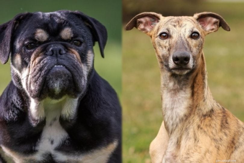 Bullwhip – Bulldog & Whippet Hybrid for Active Families