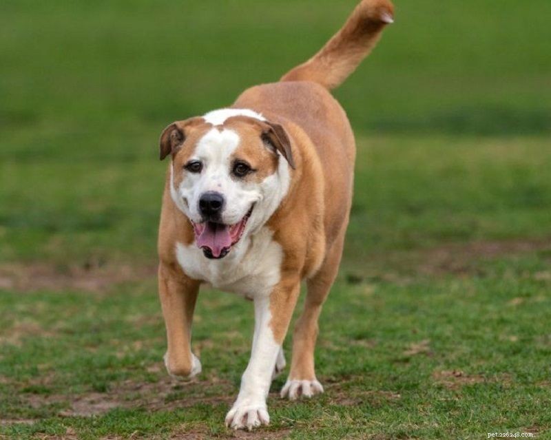 Bully Basset (Basset Hound & Bulldog Mix) – Your Ideal Family Companion