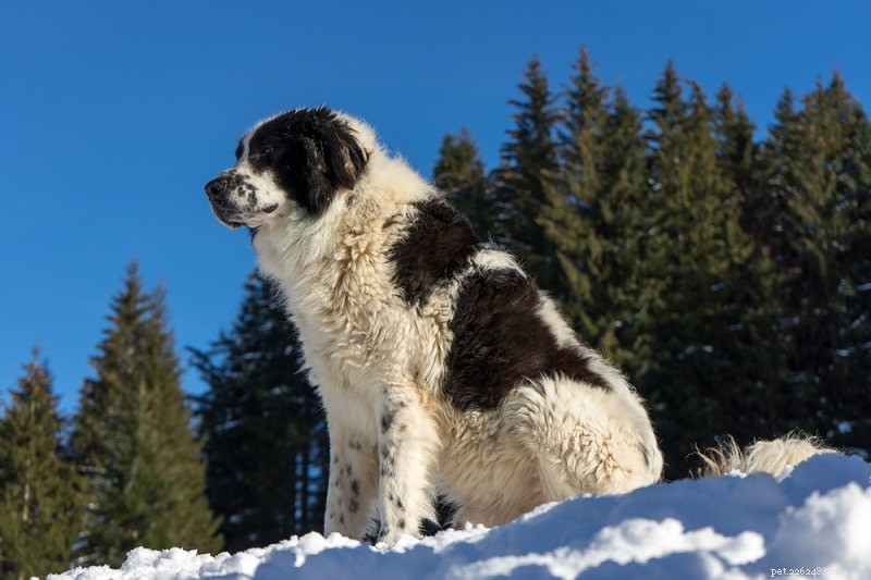 Bukovina Sheepdog – The Loyal Romanian Mountain Guard