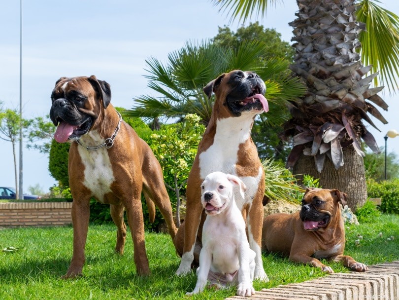 Bull Boxer (Bulldog-Boxer Mix): Loyal, Intelligent Companion for Active Families