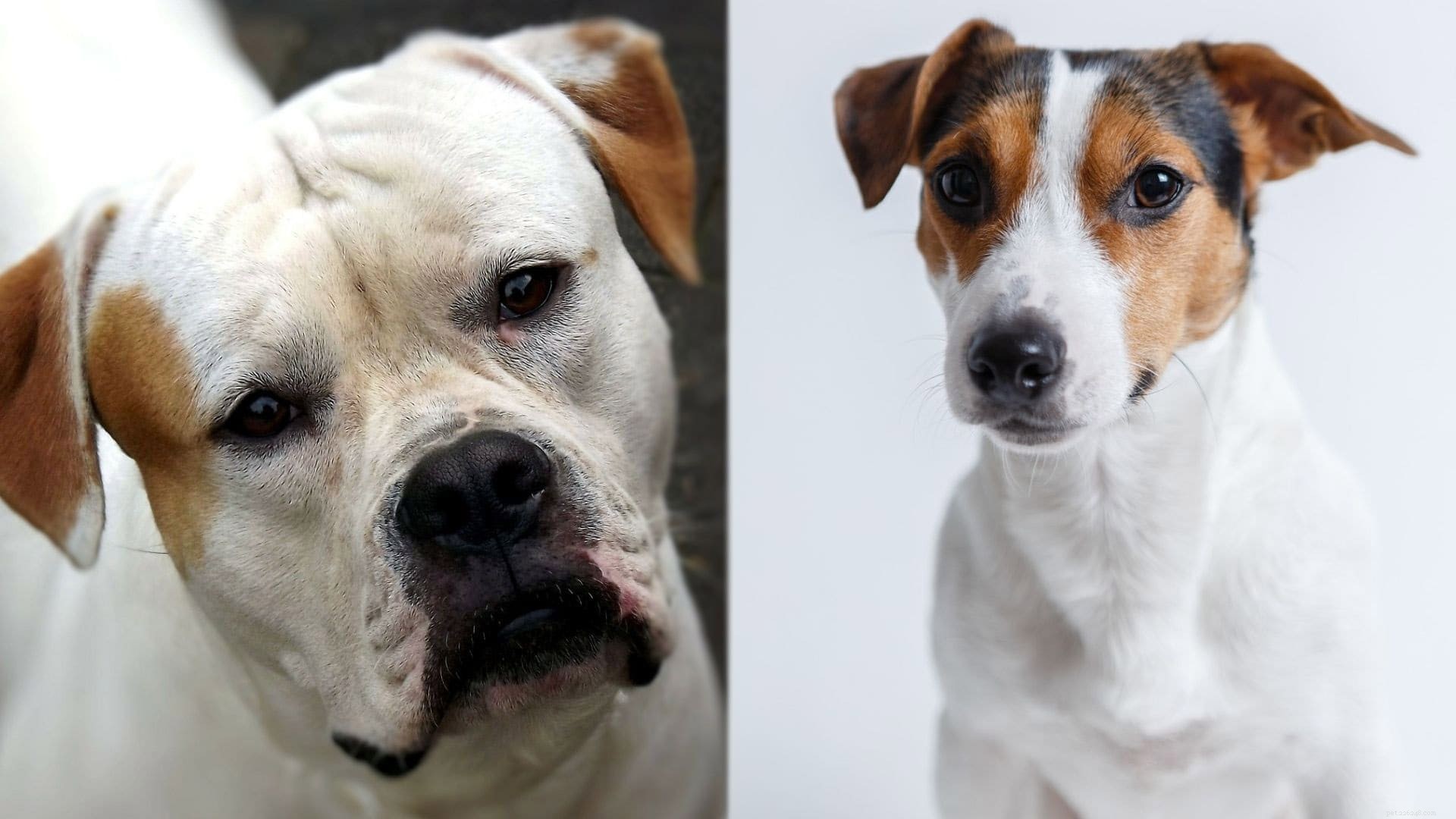 Bull‑Jack: The Bulldog‑Jack Russell Mix – A Compact, Spirited Companion