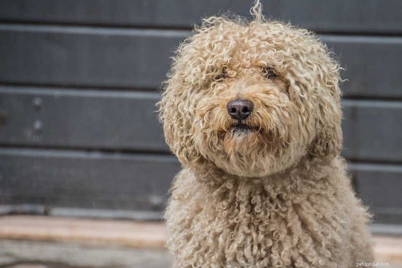 Barbet Dog: A Loyal, Low‑Shedding Companion for Active Families