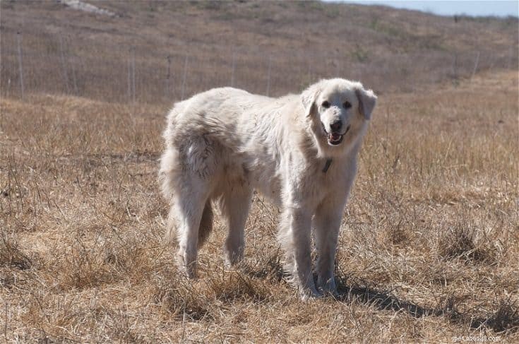 Akbash Dog: Powerful Turkish Livestock Guardian – Loyal, Intelligent & Protective
