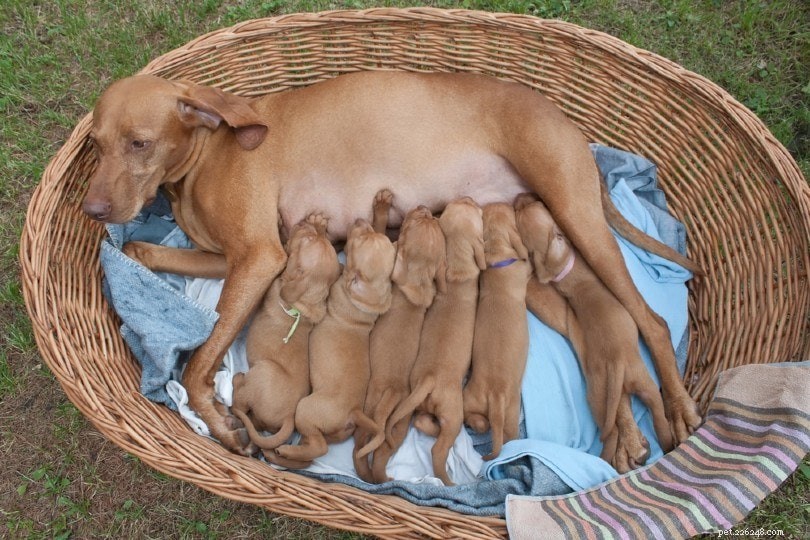 Post‑partum Eclampsia in Dogs: Symptoms, Causes, and How to Protect Your Pup